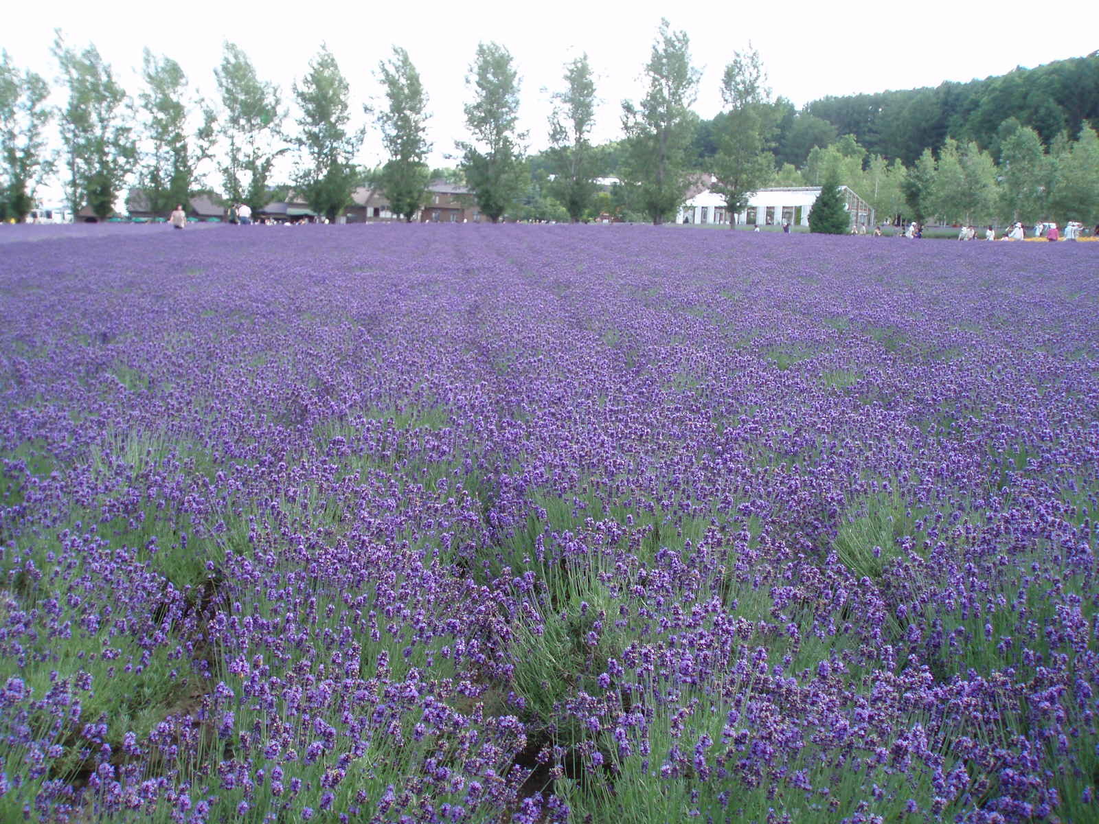 the field is full of purple flowers next to a forest