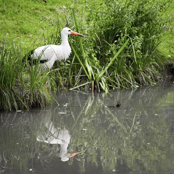a white bird stands near the water with green vegetation