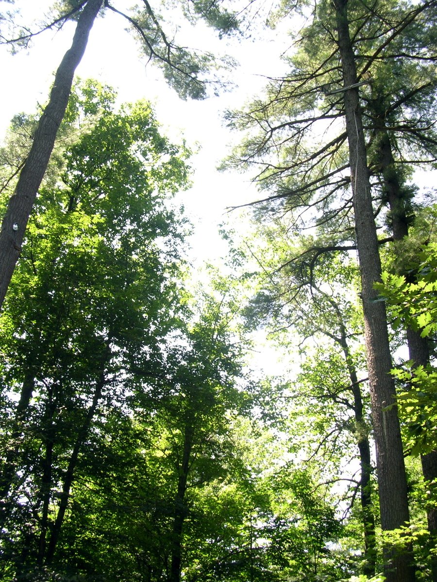 a bench sitting in the middle of a forest