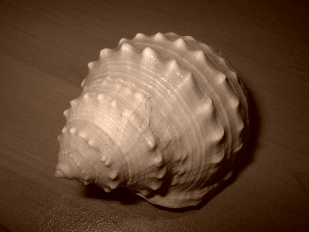 a seashell on wooden table showing it's white color