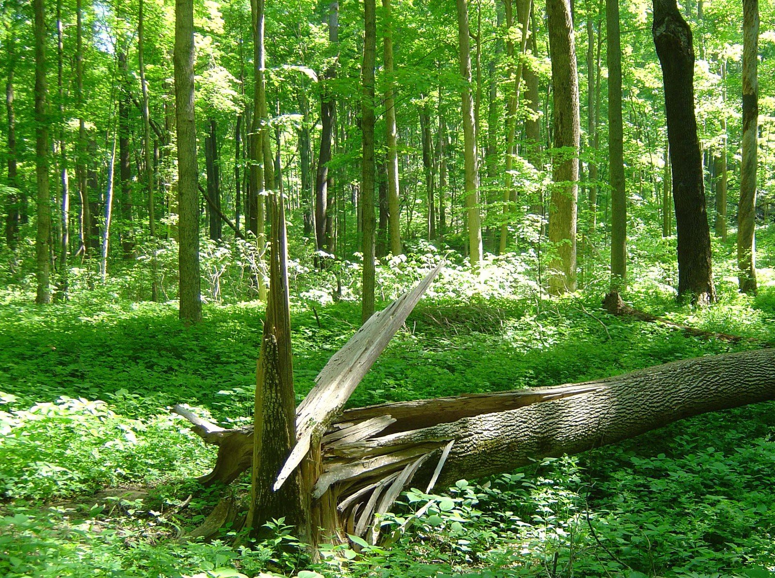 a fallen tree laying in the middle of a forest