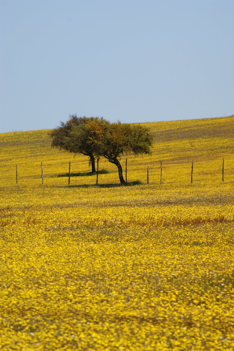 a large field with some yellow flowers and a lone tree