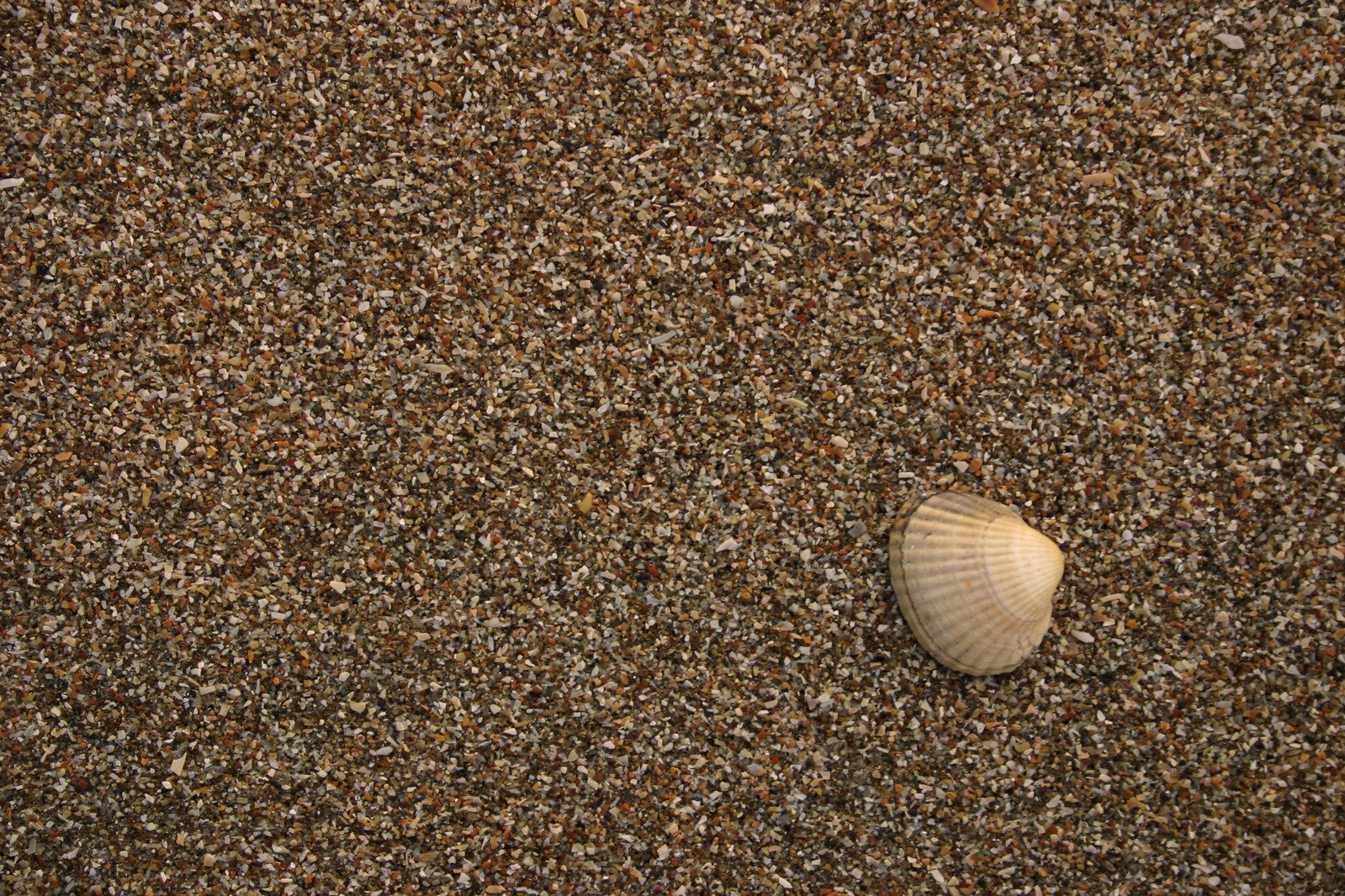 seashell on the sand of an ocean beach