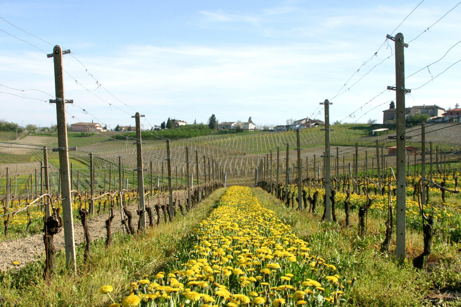 some yellow flowers in a green field near a hill