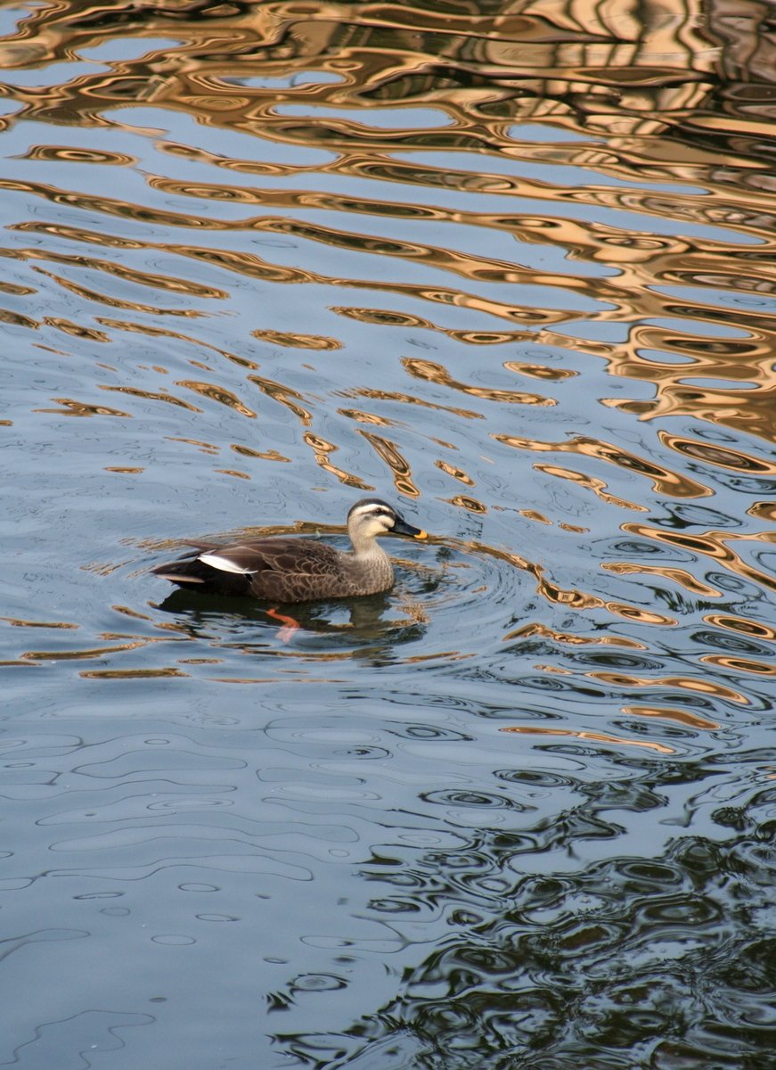 a duck swimming along side a large body of water