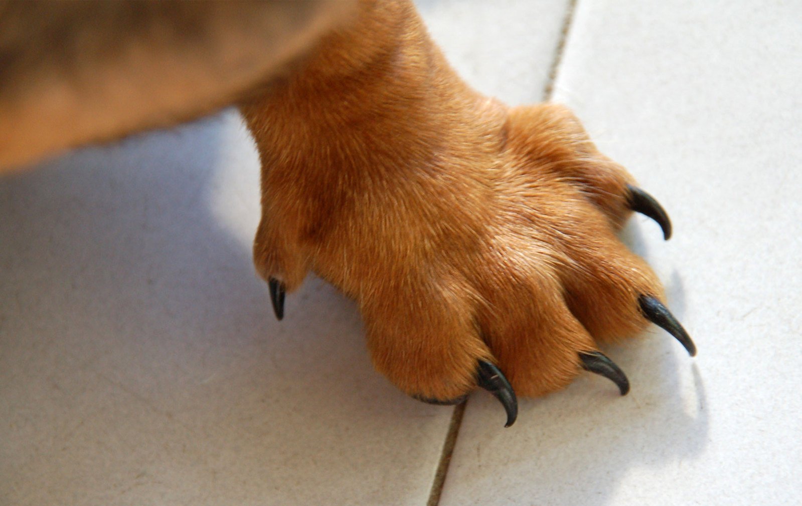 a brown dog paw has claw holes on it