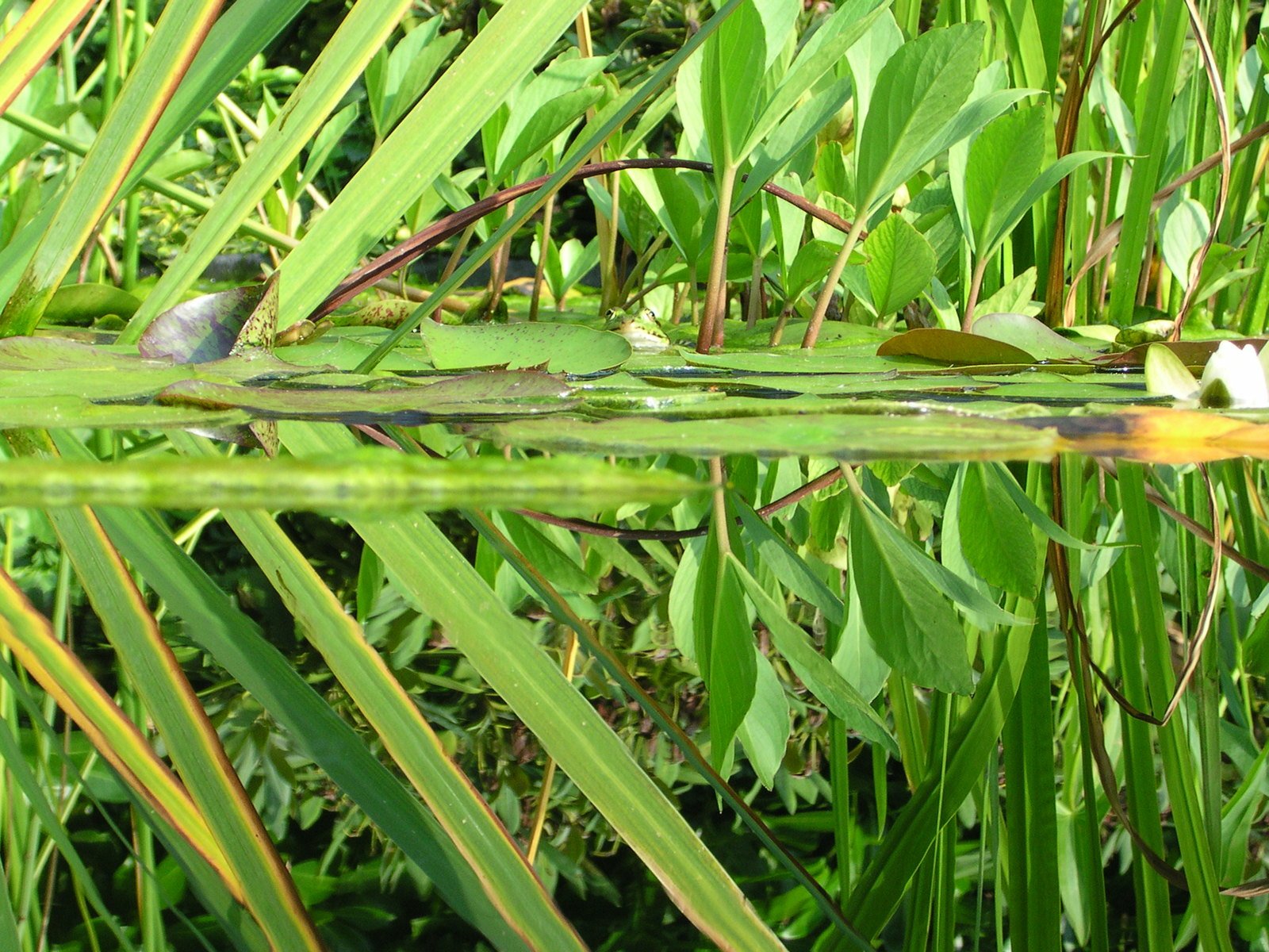 the small bird is sitting on a lily pad near the water