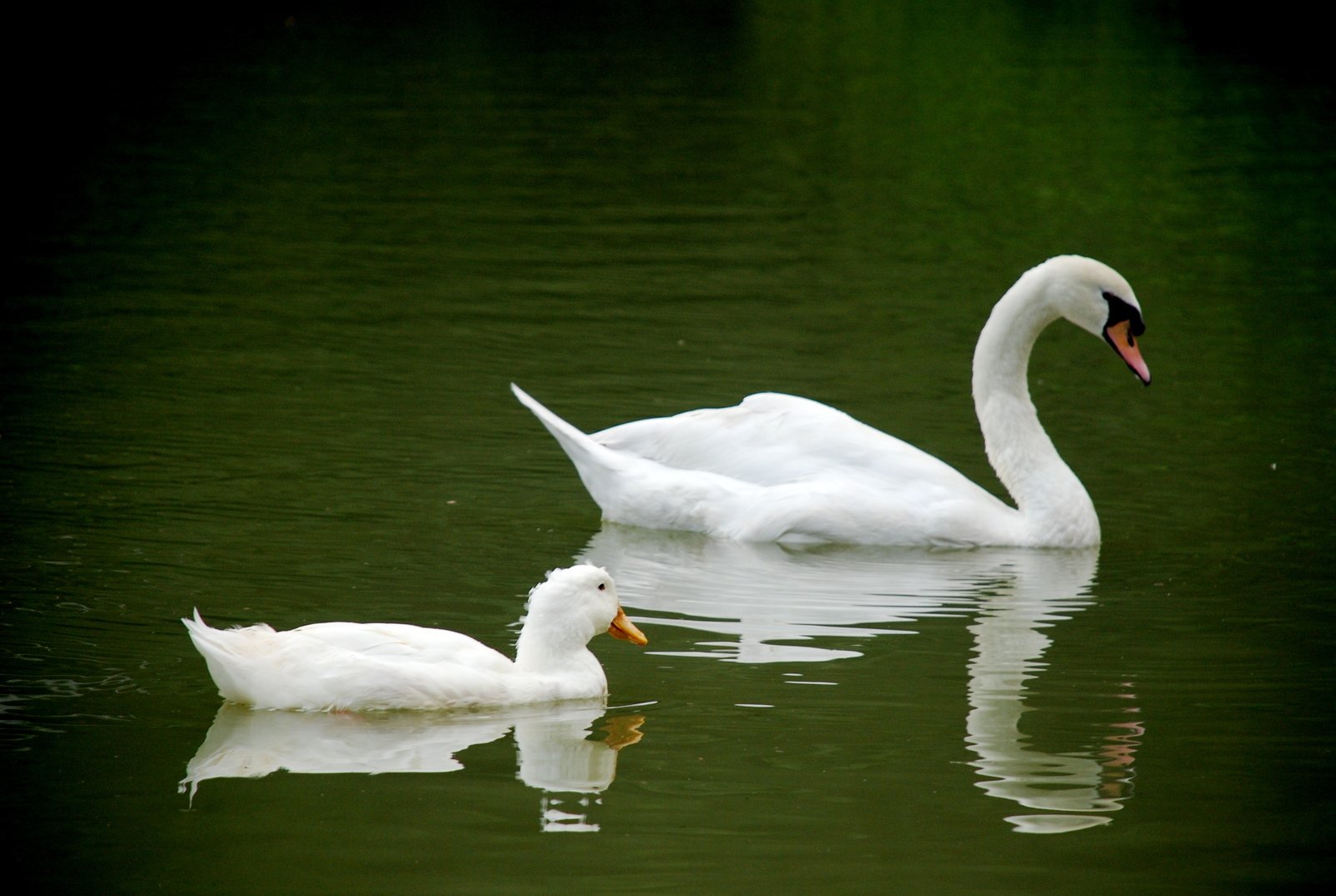 a pair of white swans floating on top of water