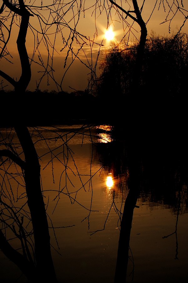 a tree nch with the sun setting on a body of water behind it