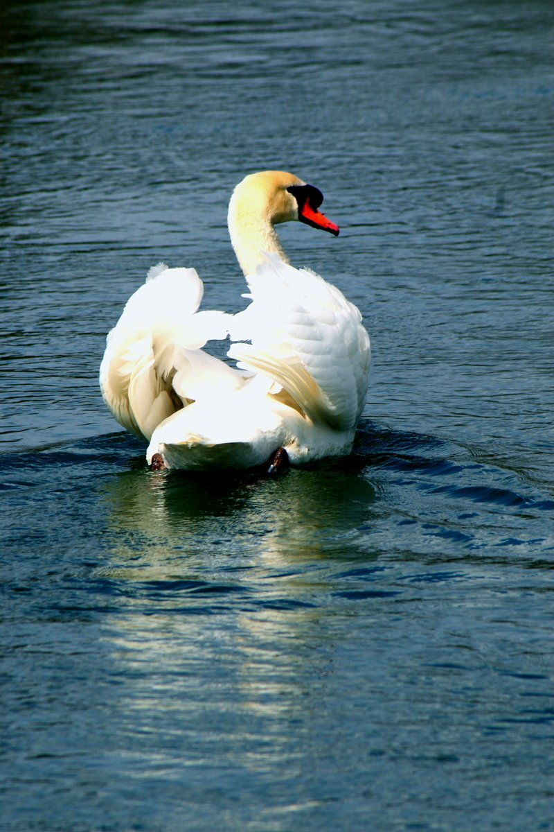 two swans swimming in the water, one adult