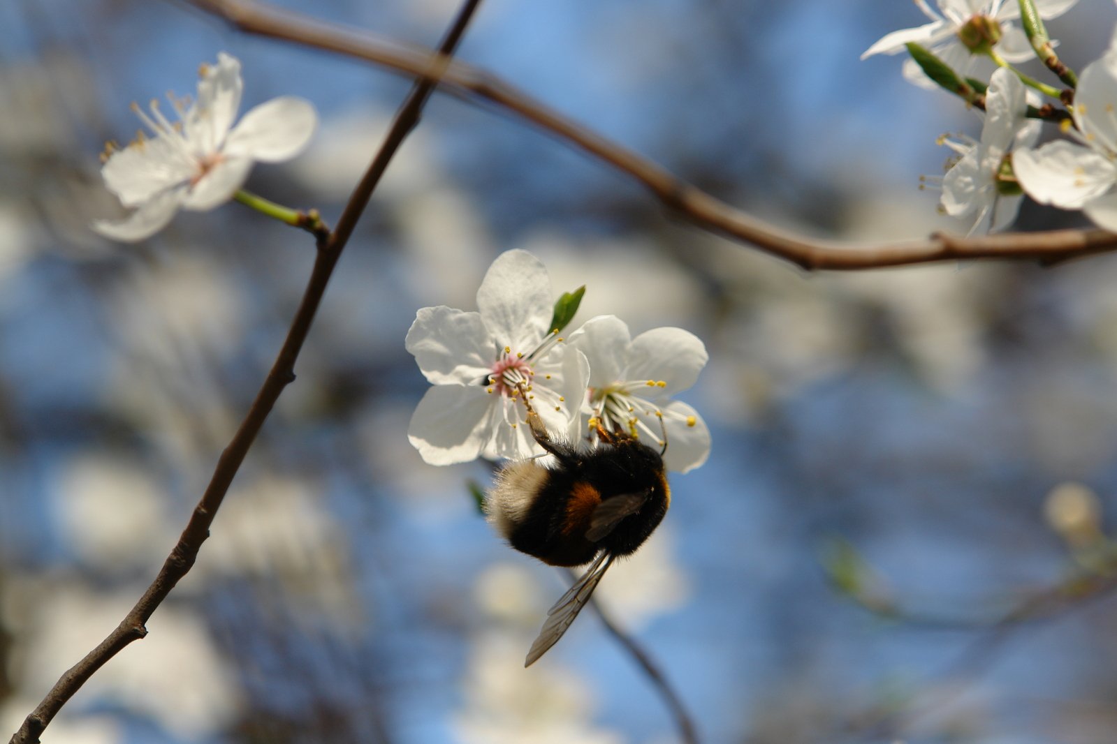 a small bum sits on top of a nch with flowers