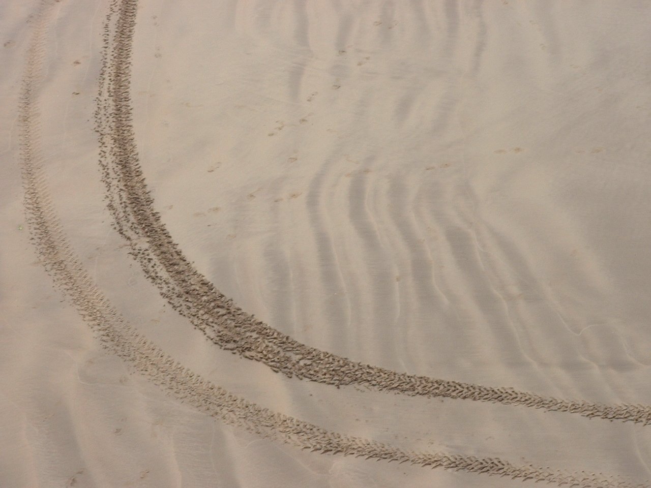 many tracks in the sand are being made