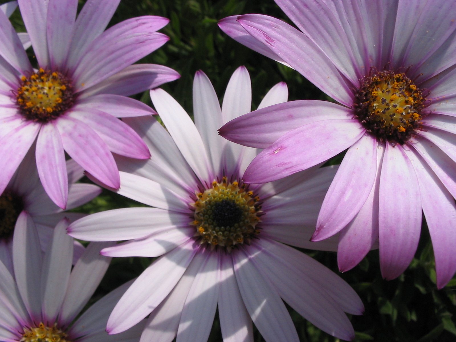 some pink daisies that are growing very fast