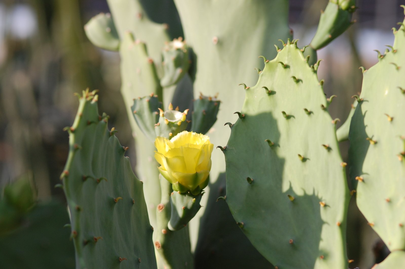 a flower is in between two long, curved leaves