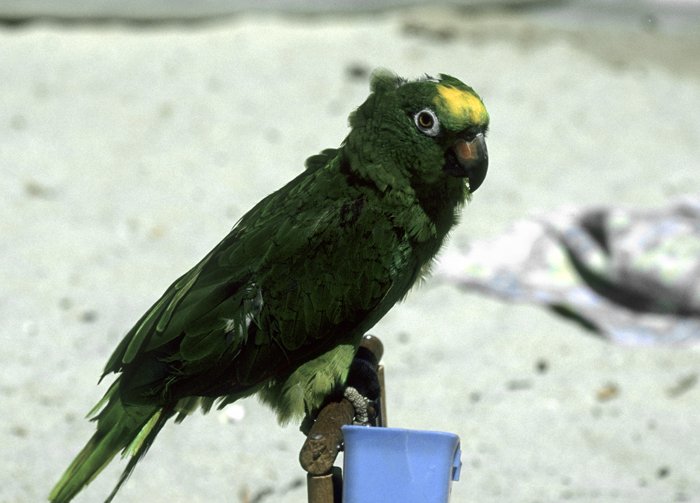 a large green parrot sitting on top of a blue chair