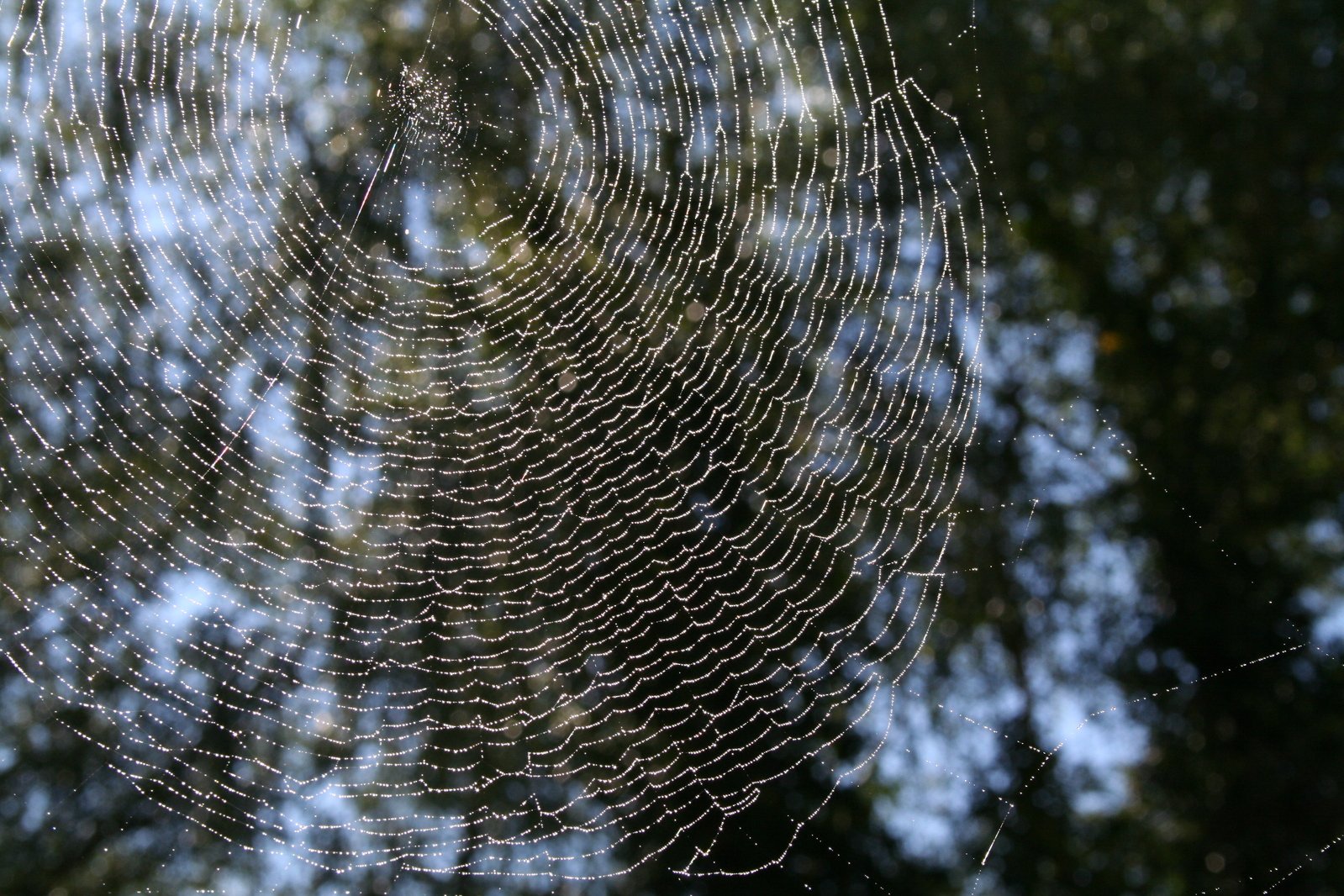 close up of a spider web hanging in front of some trees