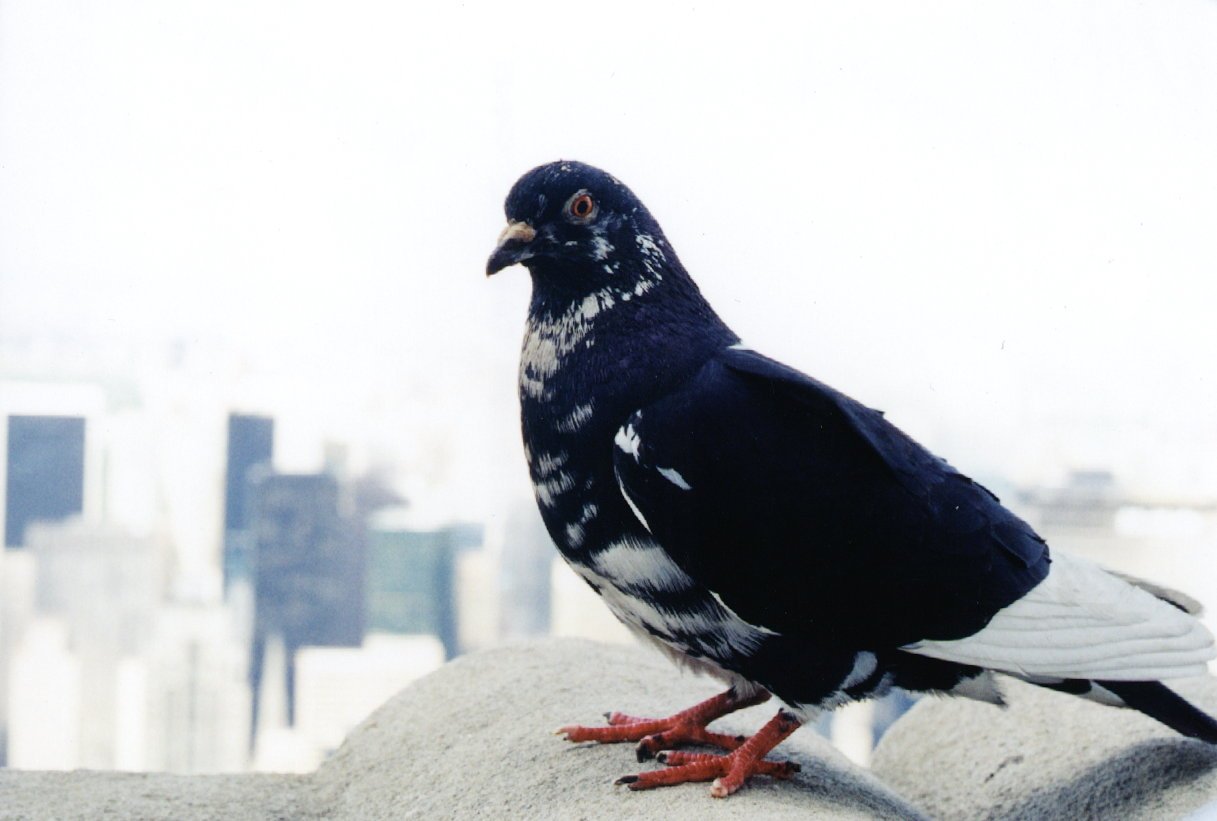 a large black and white bird sitting on top of a wall