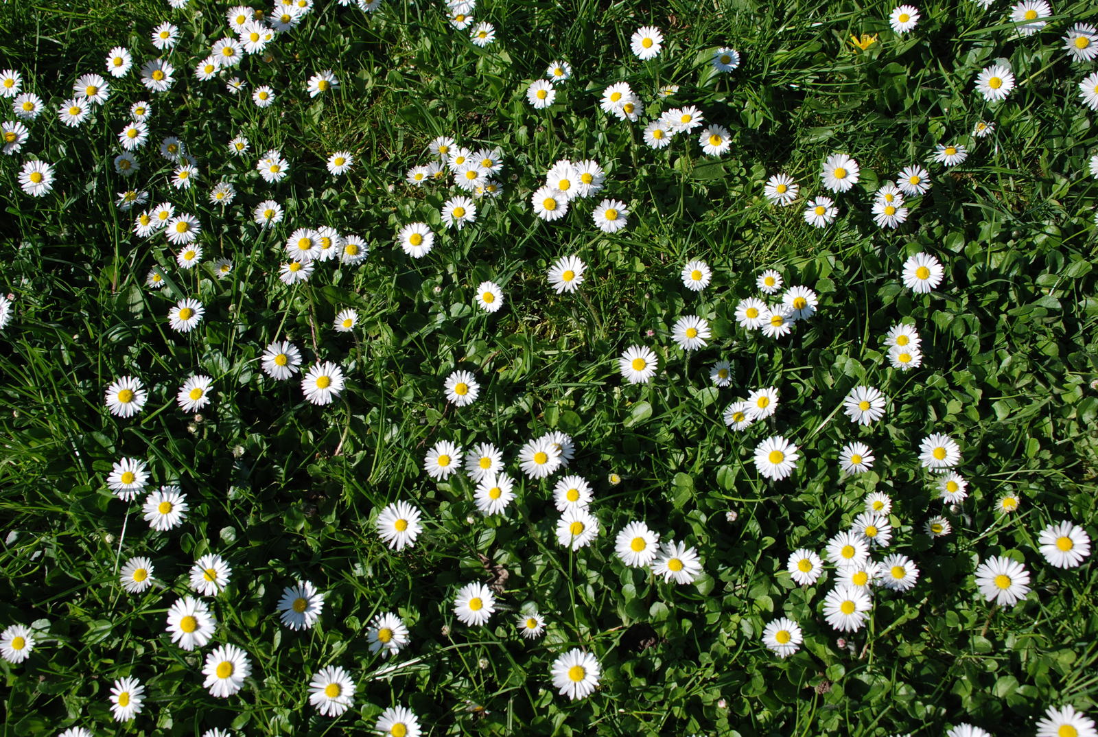 a lot of white and yellow flowers in the grass