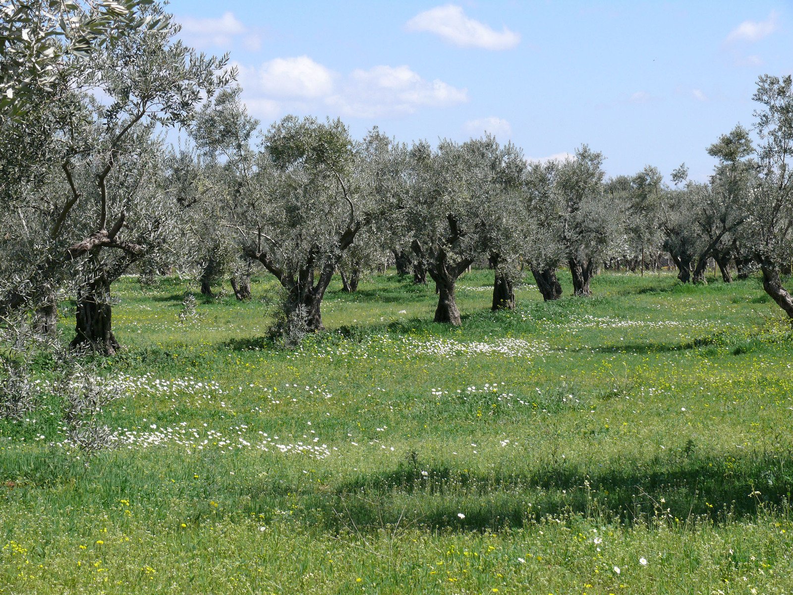 an open field with trees covered in flowers