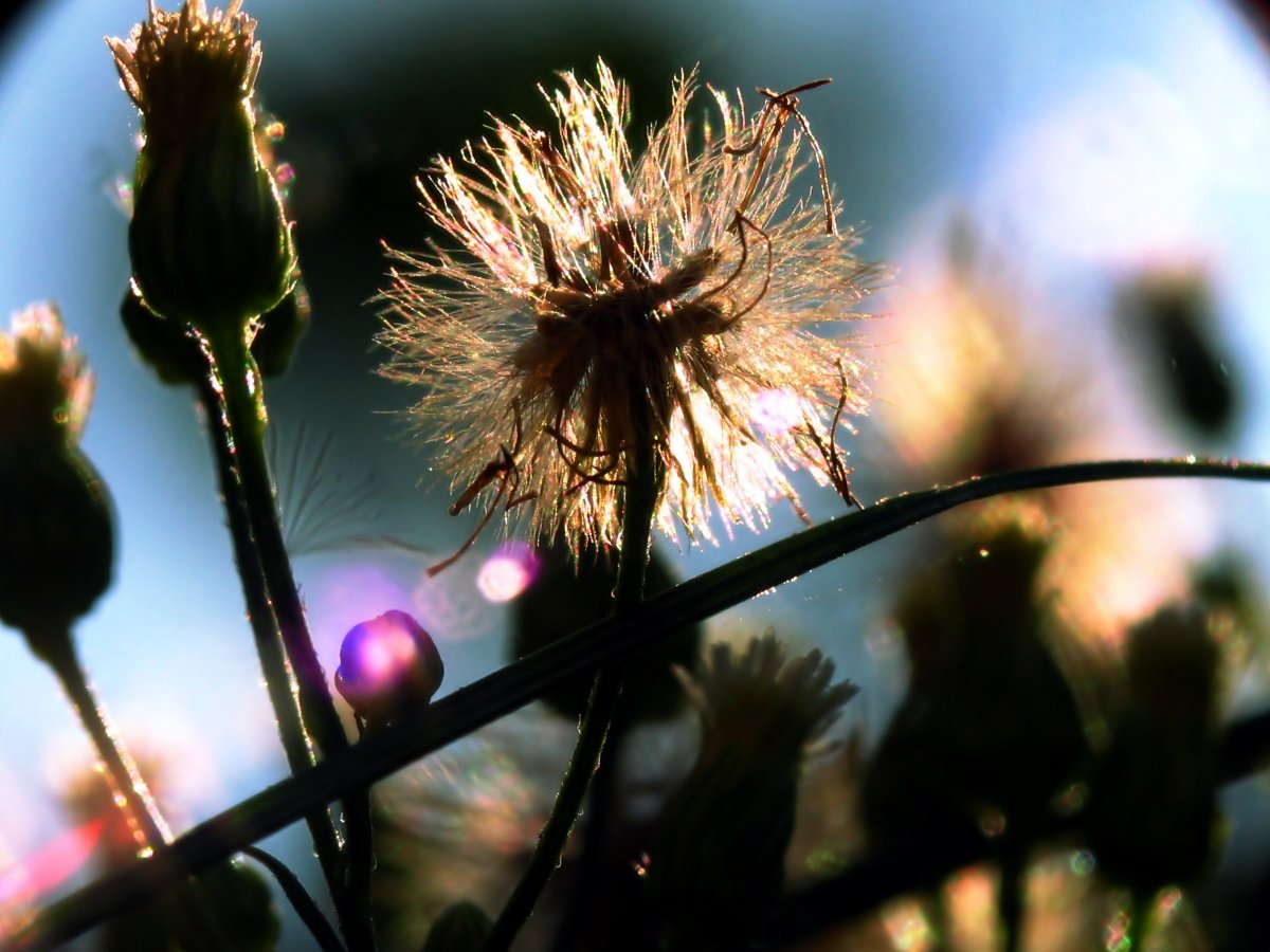 a close up picture of an ornamental weed