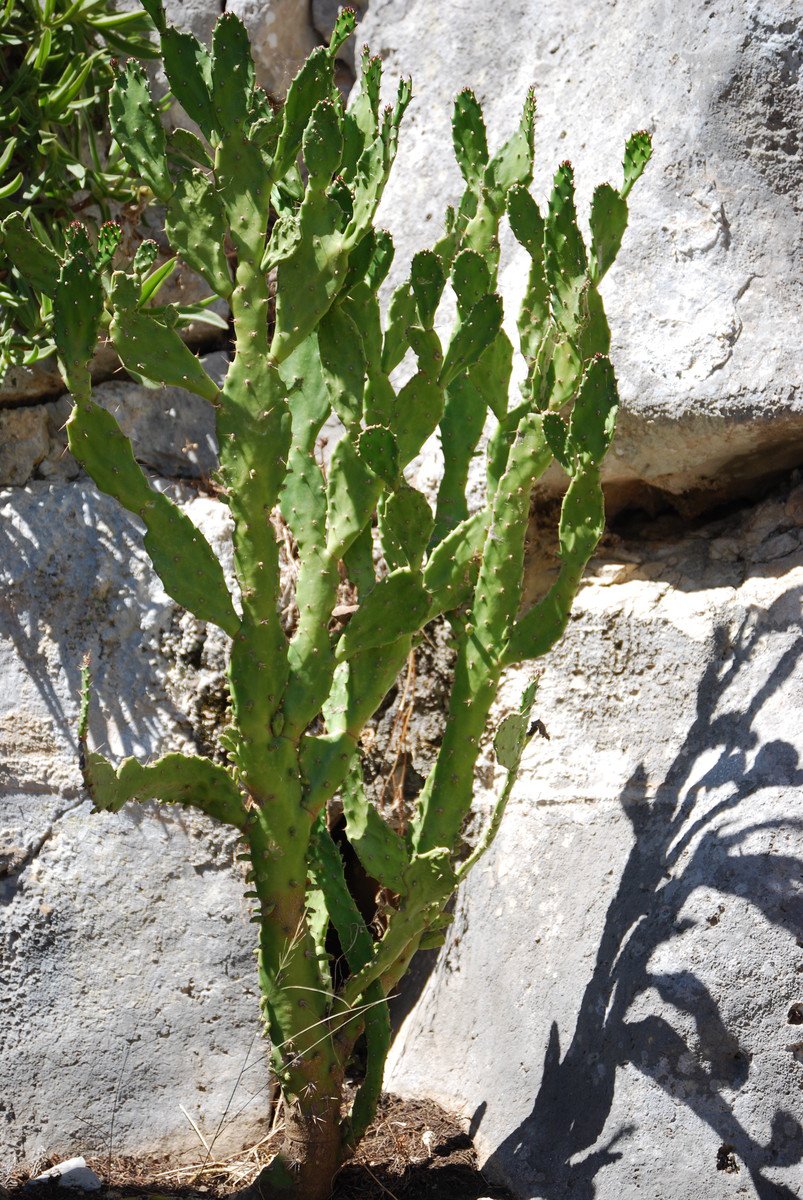 a potted plant in the middle of a concrete planter