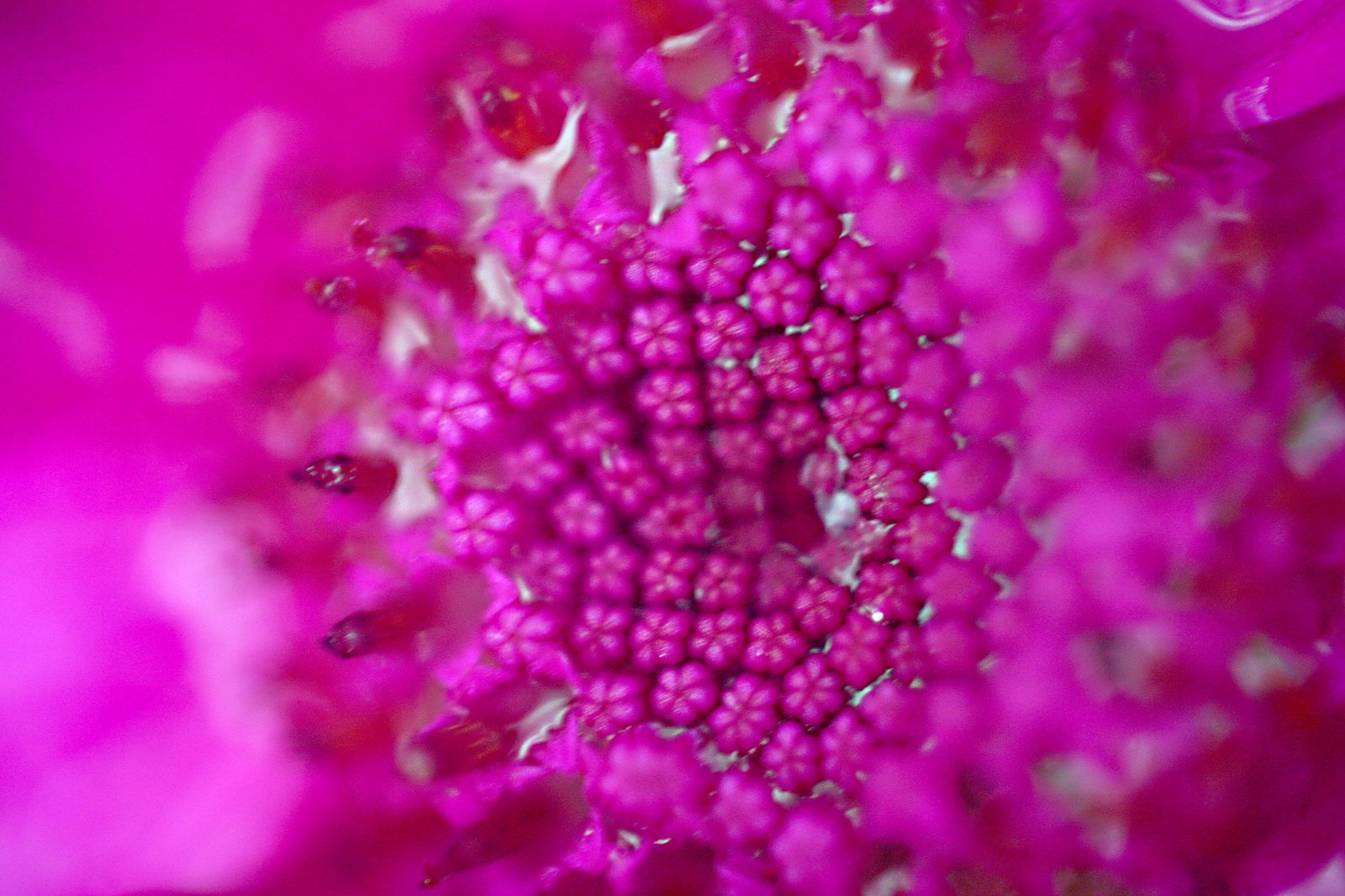 close up of purple flowers in bloom