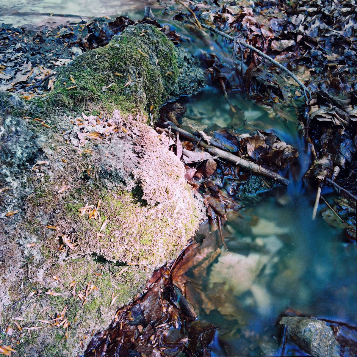 a stream running through some lush green and dry forest