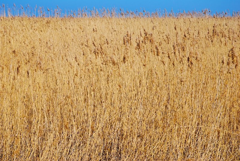 a large field of tall dry grass and brown weeds