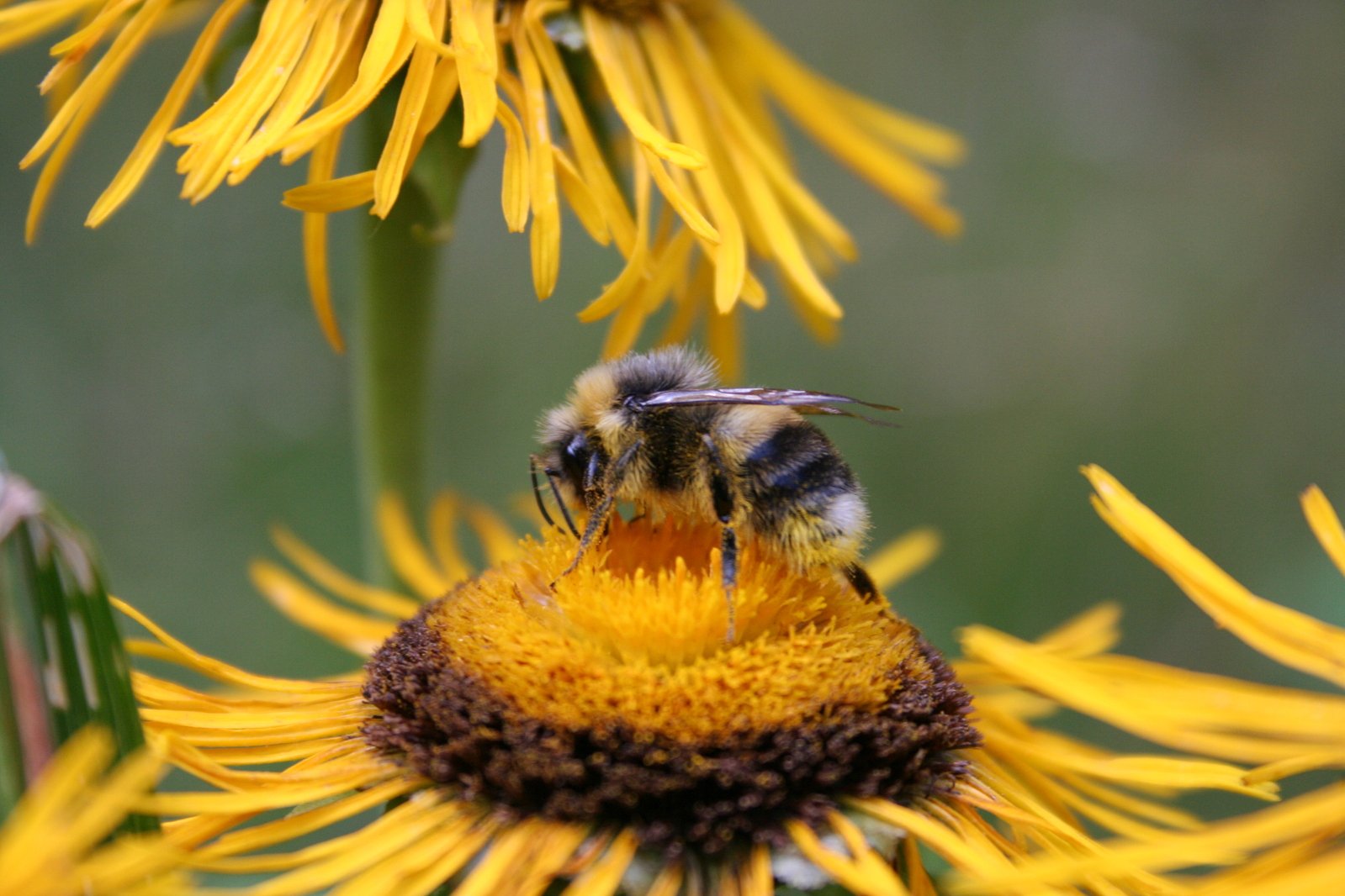 a bee is standing on the end of a flower