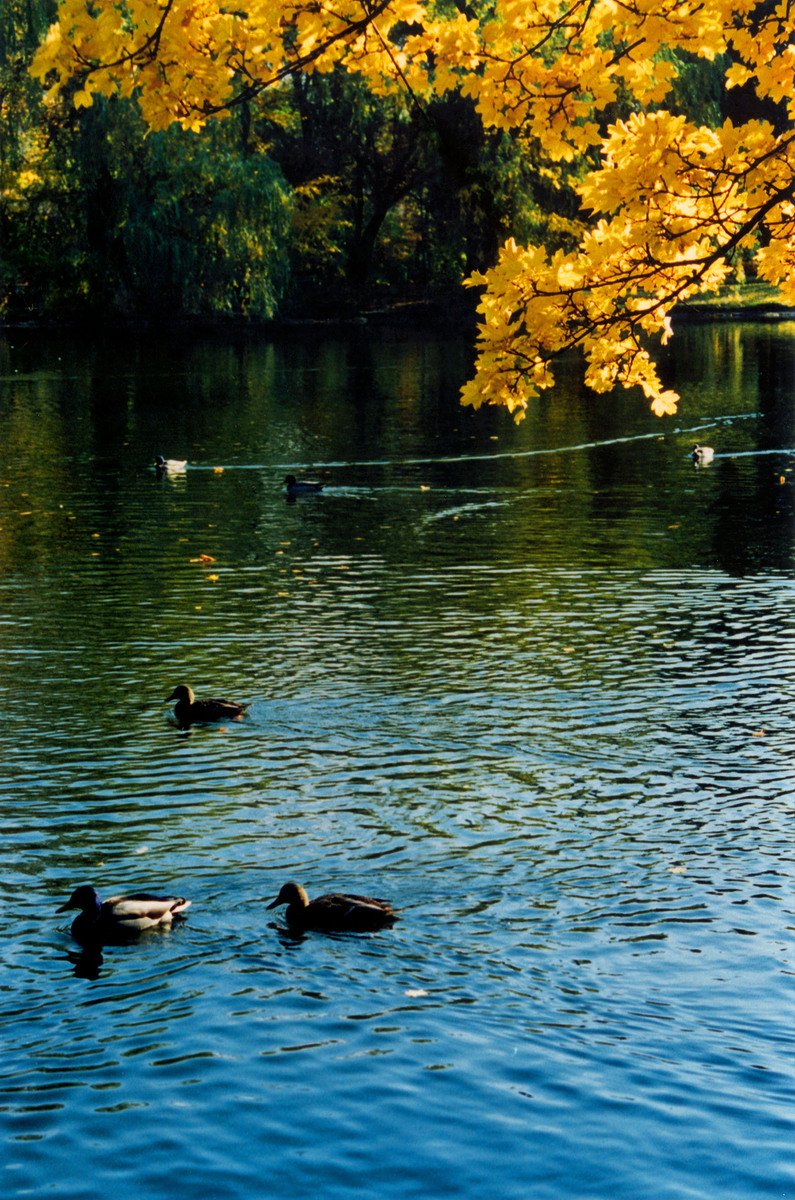 several ducks swimming in the water with trees in the background
