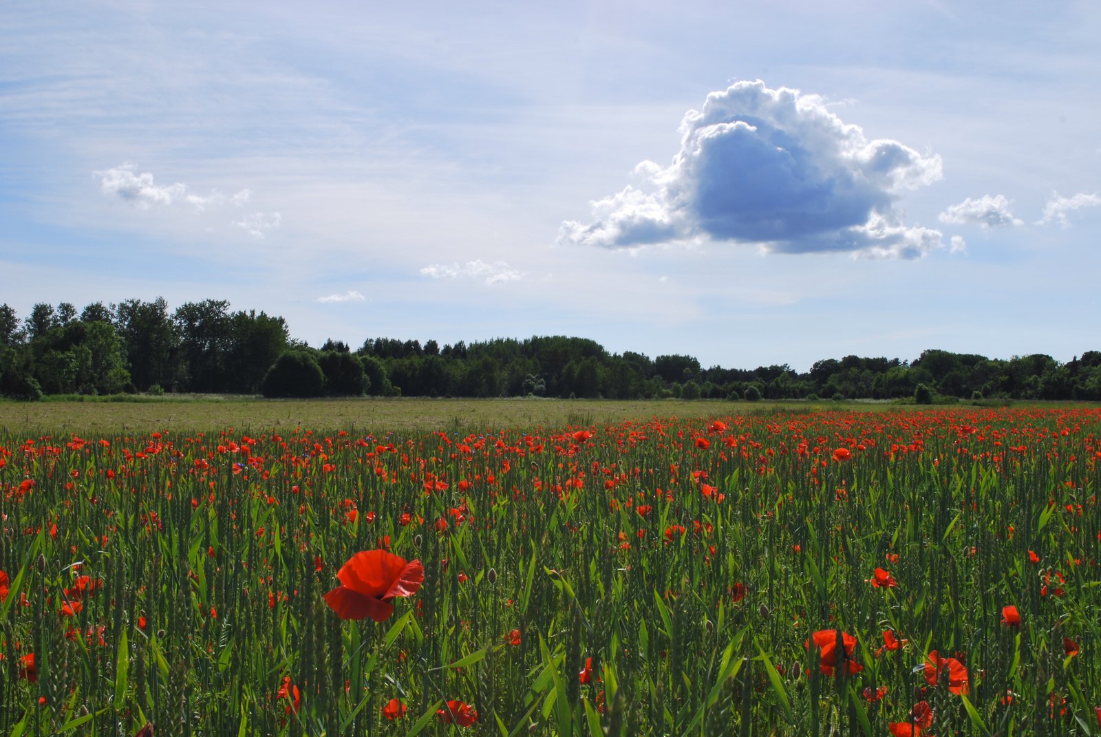 red poppies blooming on the edge of a field