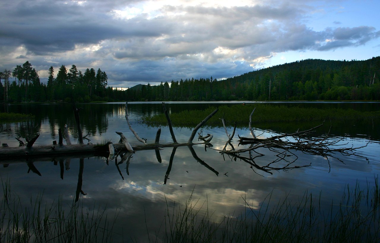 a tree trunk on the water with clouds in the background