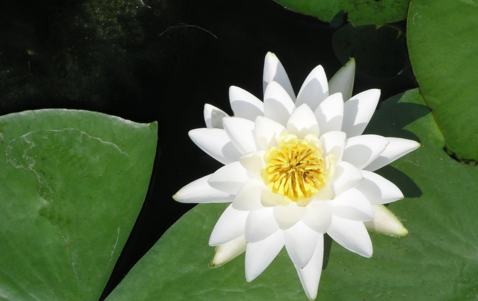 a white and yellow lotus sitting on top of a green leaf