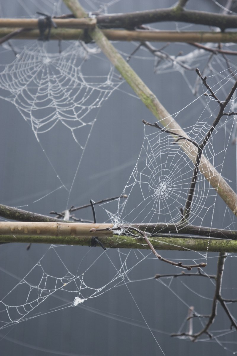 a spider web in a tree nch on a rainy day