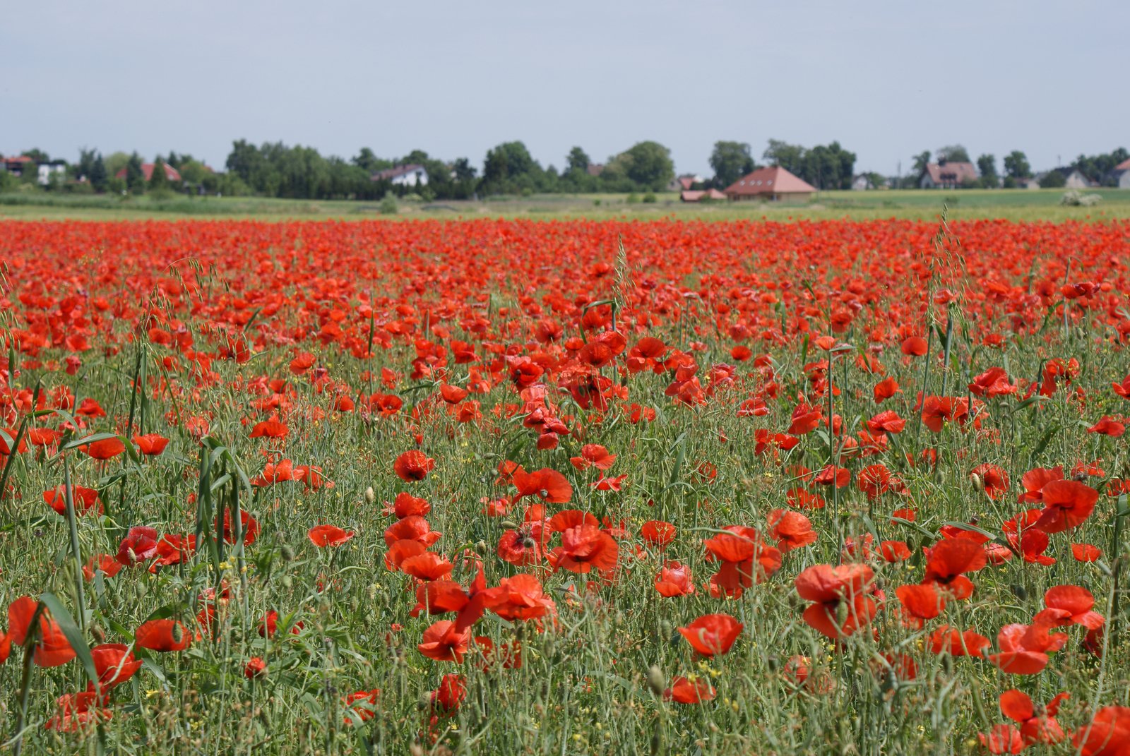 a field full of red flowers with a blue sky