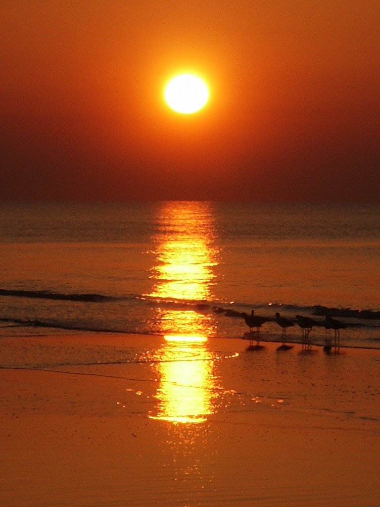 birds on the beach during sunset with one bird walking in water