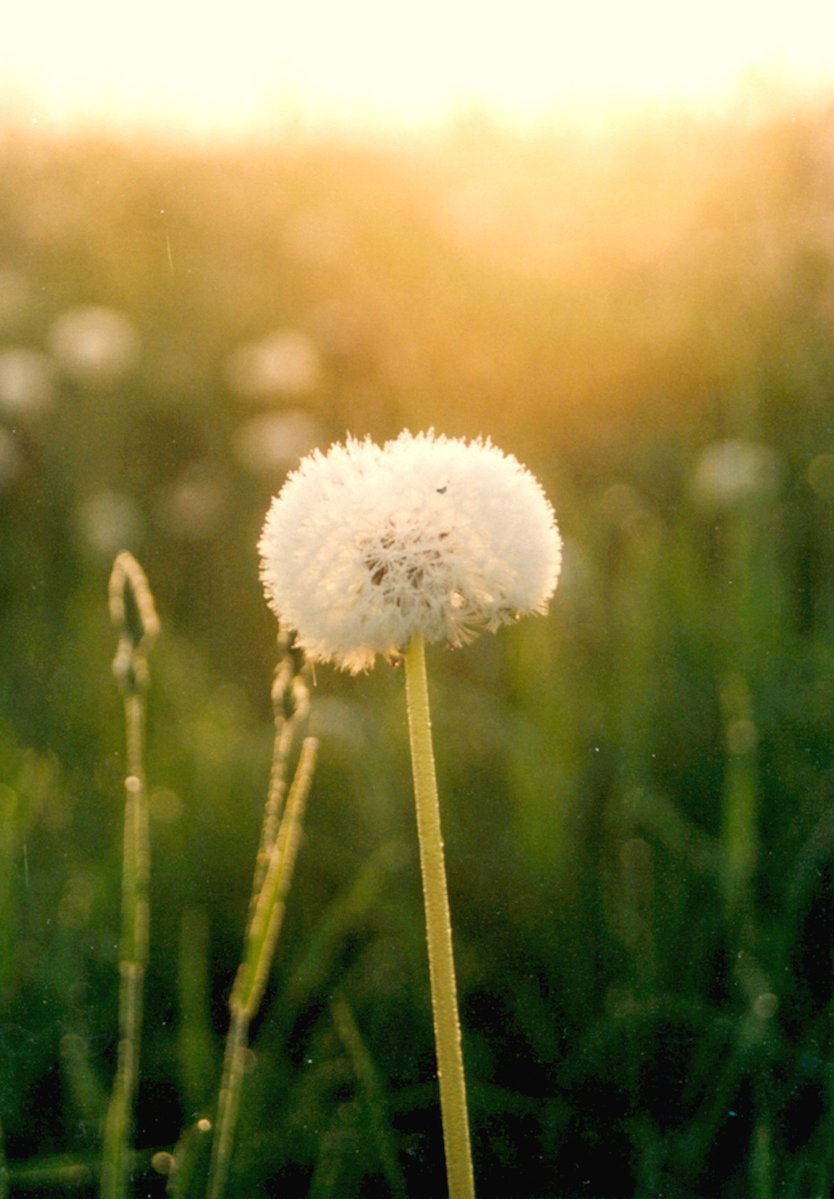 a plant that has white flowers in the grass