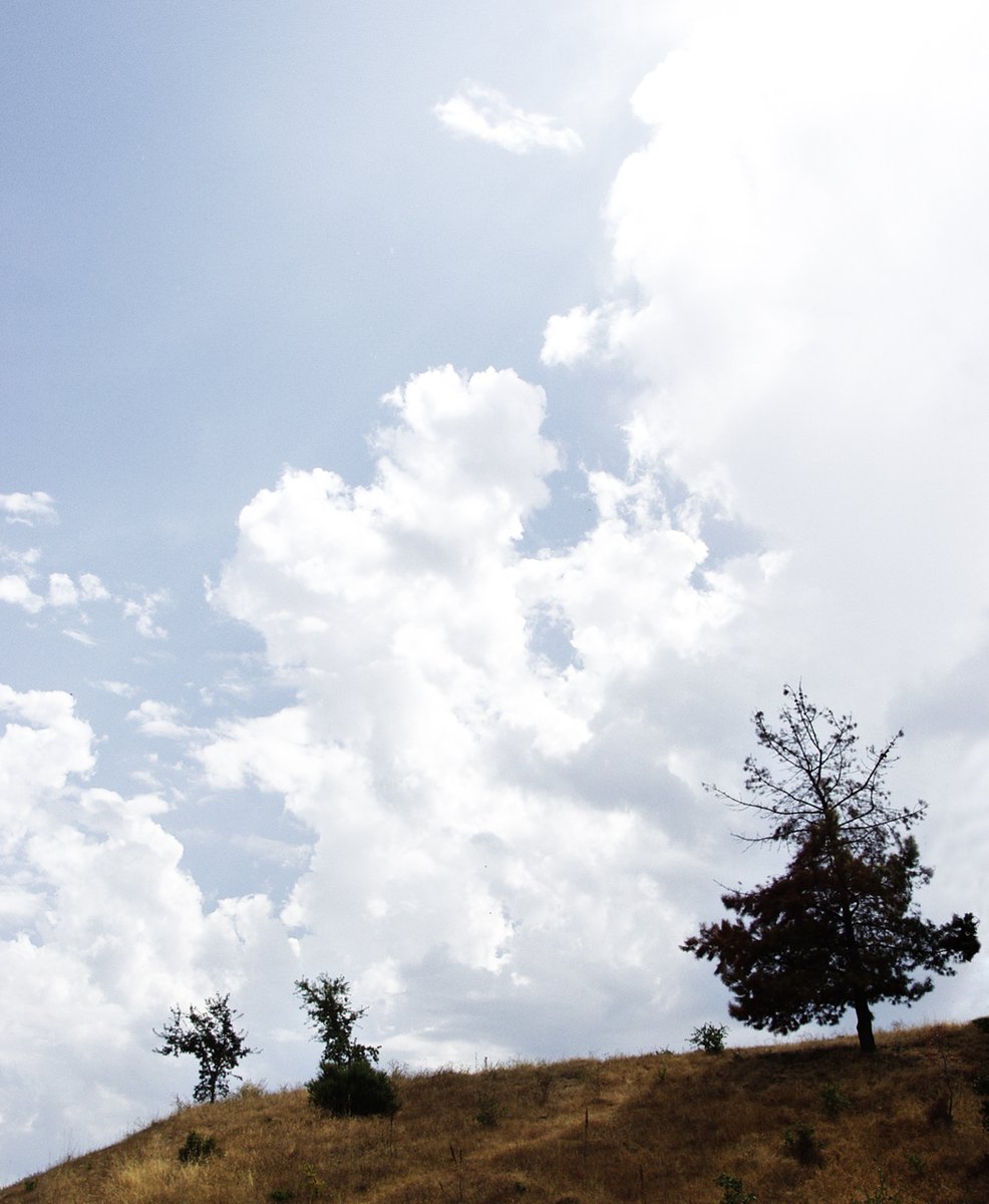 a single tree on top of a grass covered hillside