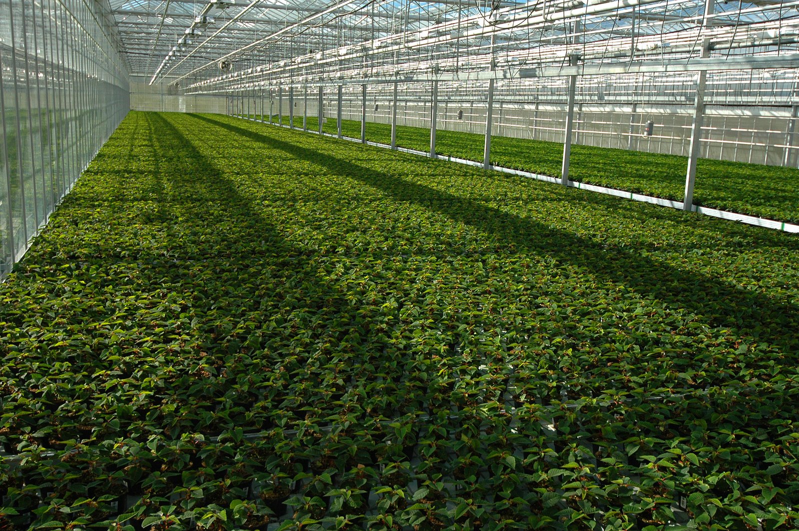 inside a large greenhouse with green plants growing