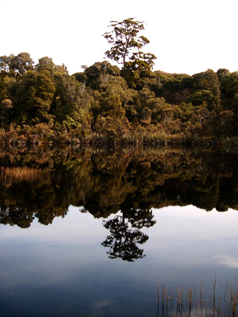 the reflection of trees on the still water of the lake