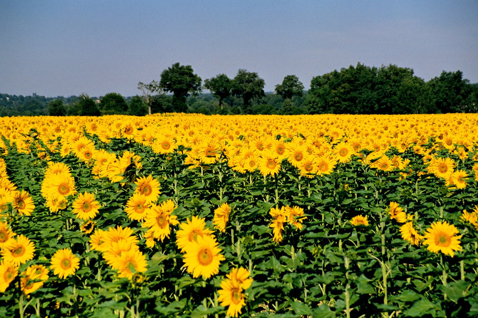 a large field of sunflowers with a lot of trees in the background