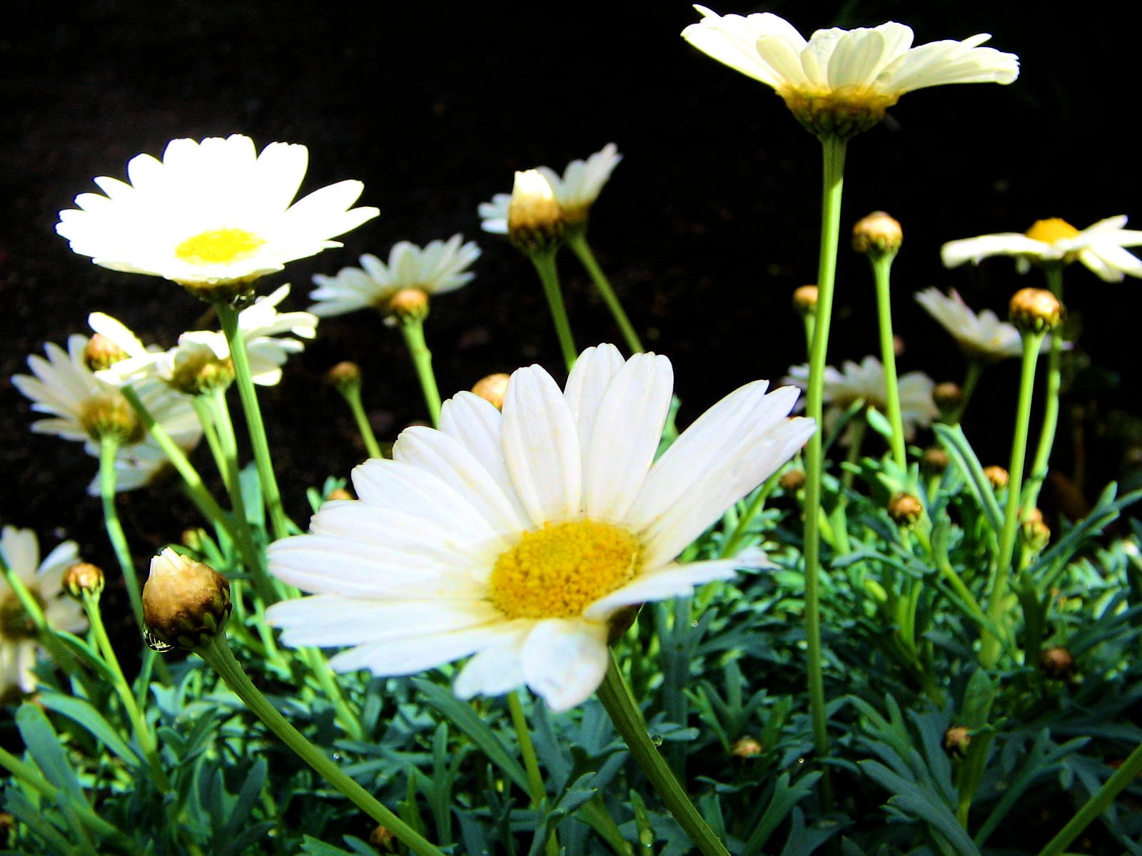 several white daisies in a flower pot