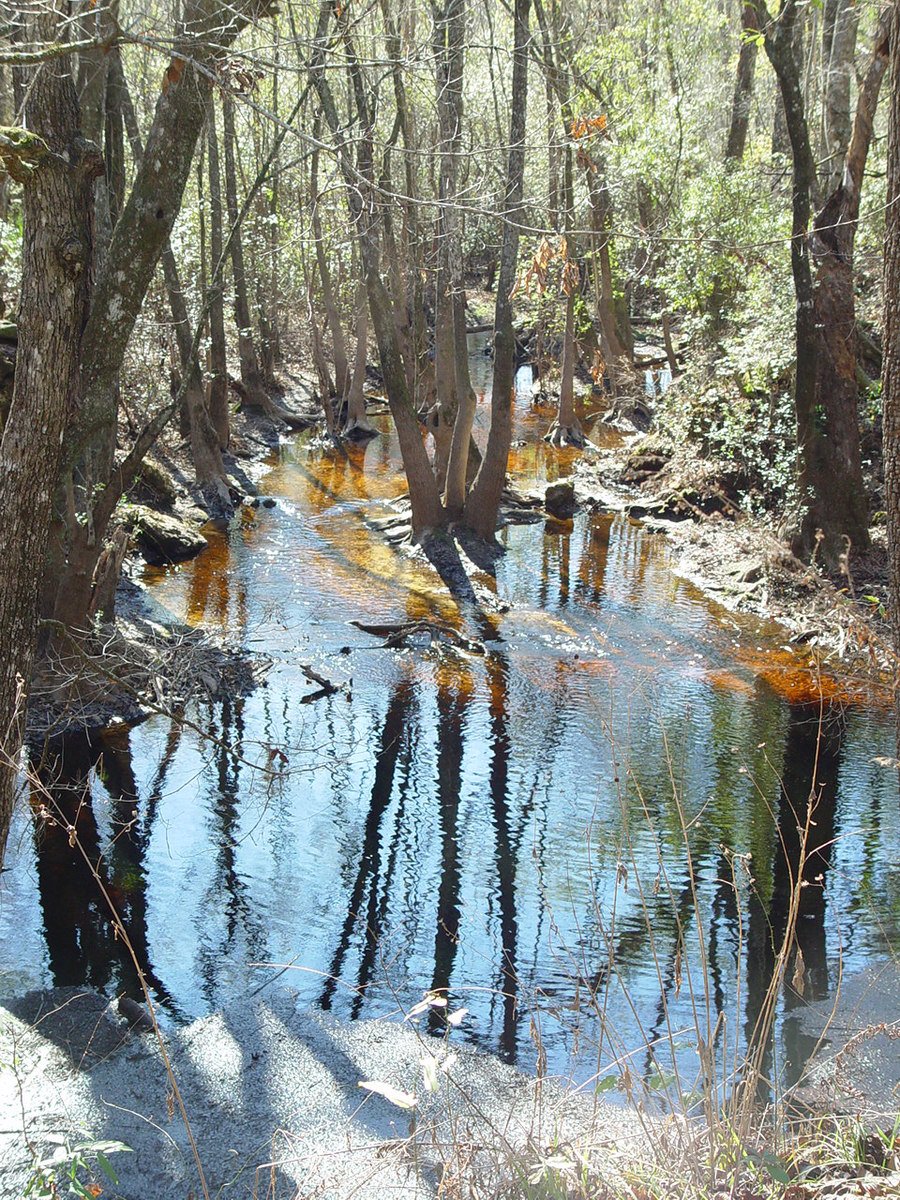 a river with a few trees and orange algae floating in it