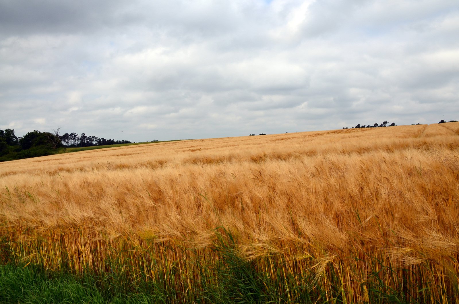 a field with very big brown grass near it