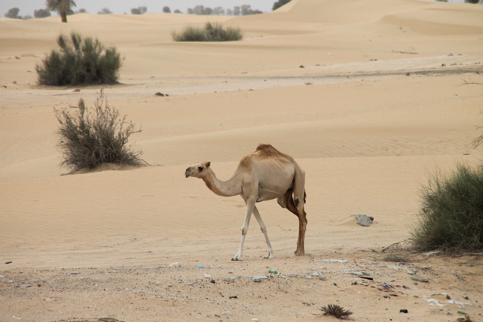 a camel with a saddle walks in the sand
