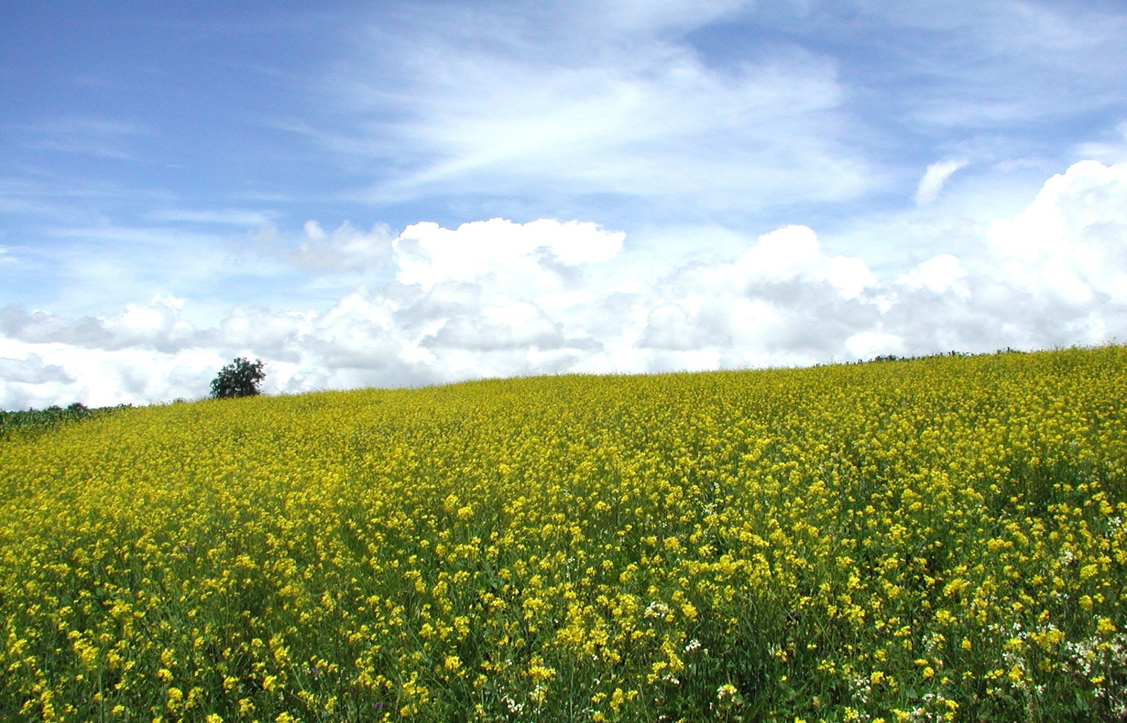 a field full of flowers under a partly cloudy sky