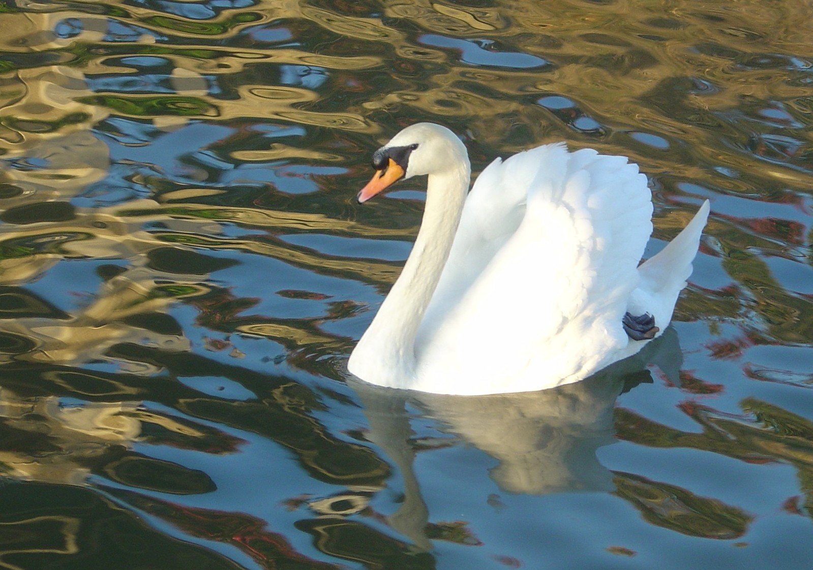 a white swan swimming on the surface of a lake