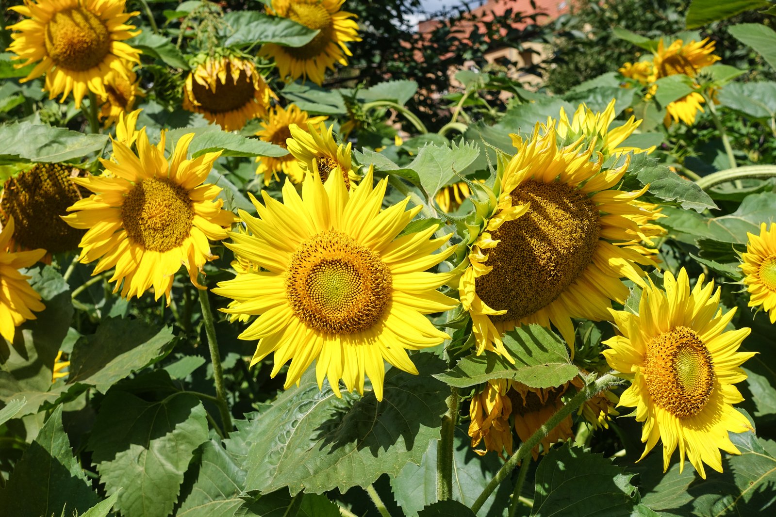 many large sunflowers in bloom with green leaves