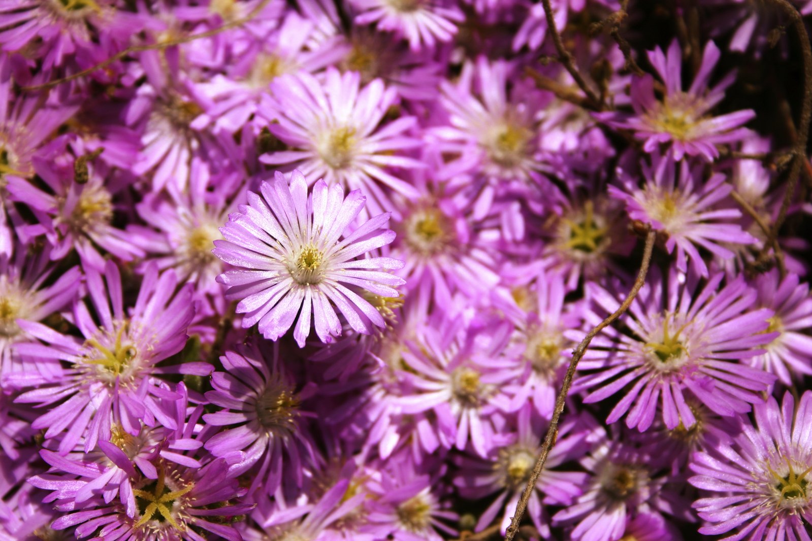 many pink flowers are growing close together