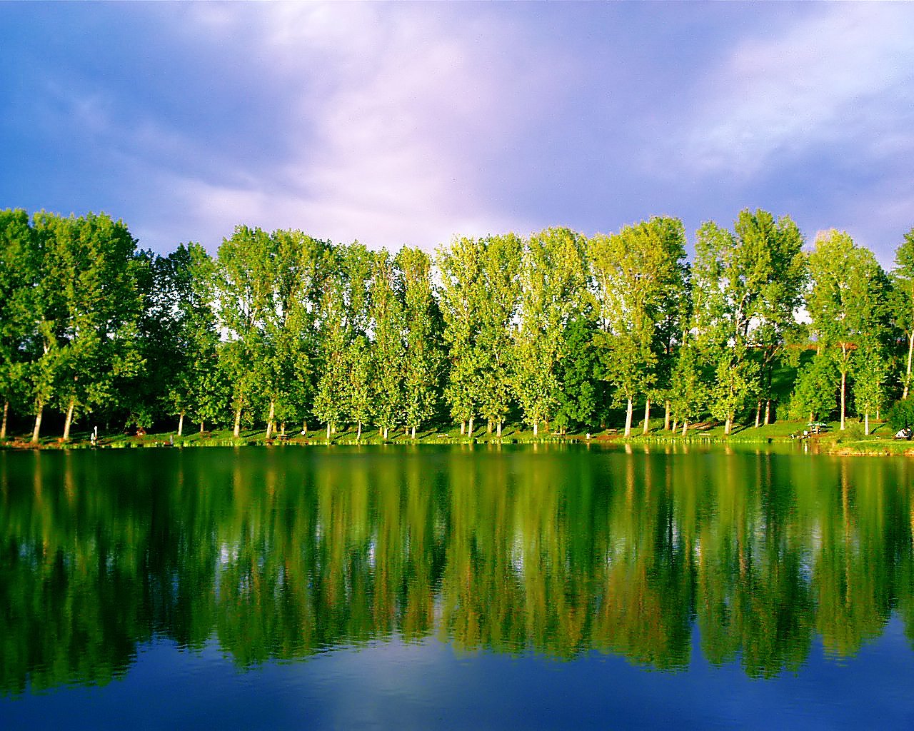 trees reflected on a lake surrounded by a forest